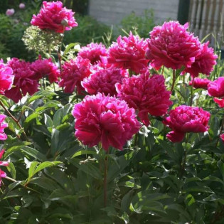 Piwonia Karl Rosenfield Paeonia 2