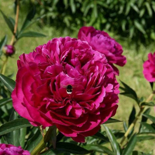Kansas Paeonia Piwonia