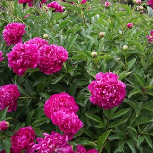 Kansas Paeonia Piwonia 2