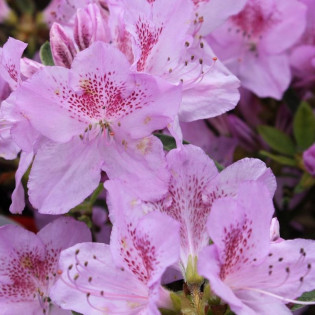 Azalia japońska Ledikanense Rhododendron obtusum 2