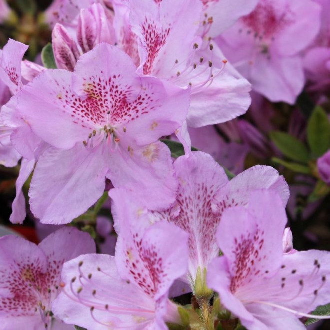 Azalia japońska Ledikanense Rhododendron obtusum