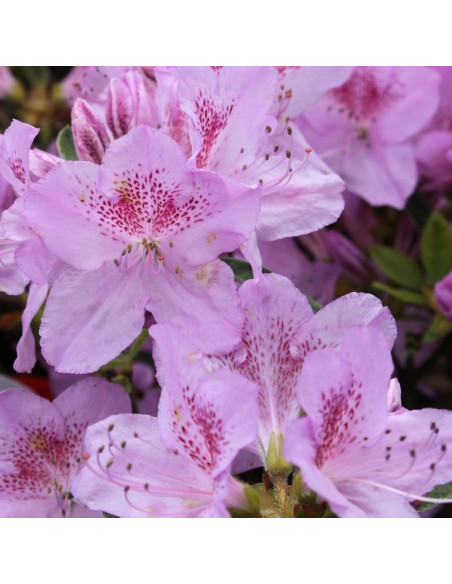 Azalia japońska Ledikanense Rhododendron obtusum