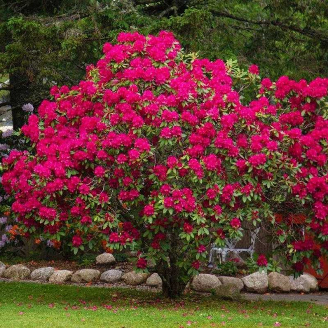 Nova Zembla Różanecznik Rhododendron