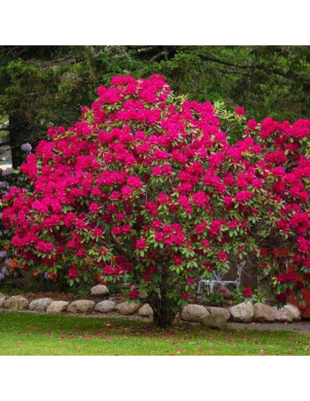 Nova Zembla Różanecznik Rhododendron