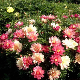 Piwonia Julia Rose Paeonia