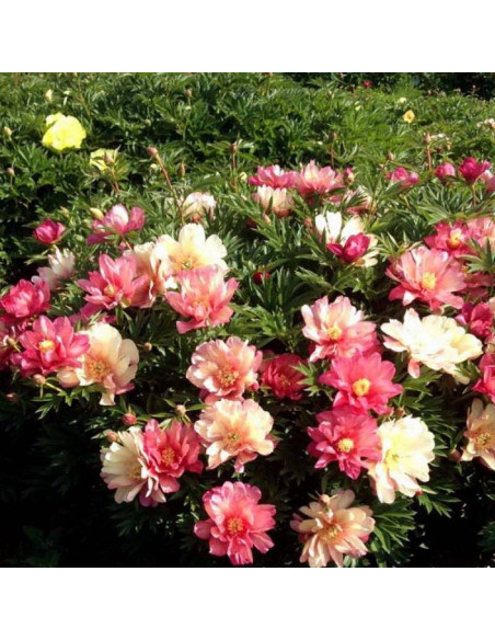 Piwonia Julia Rose Paeonia