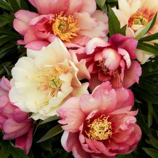Julia Rose Paeonia Piwonia