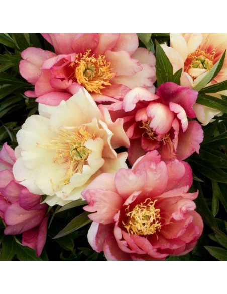 Julia Rose Paeonia Piwonia