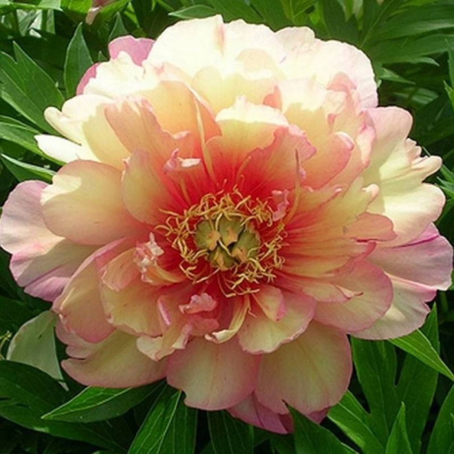 Piwonia Paeonia Julia Rose
