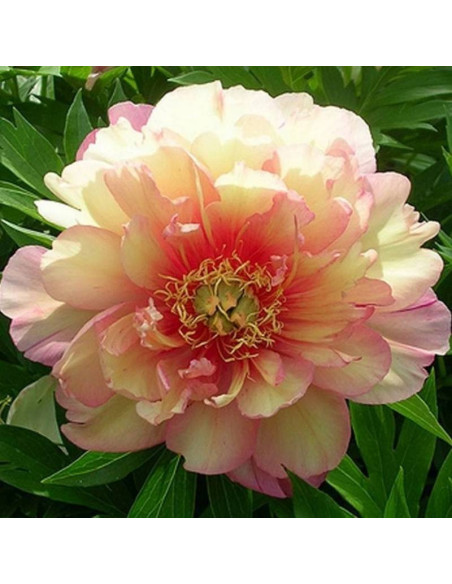 Piwonia Paeonia Julia Rose