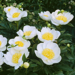 Jan van Leeuwen Paeonia Piwonia