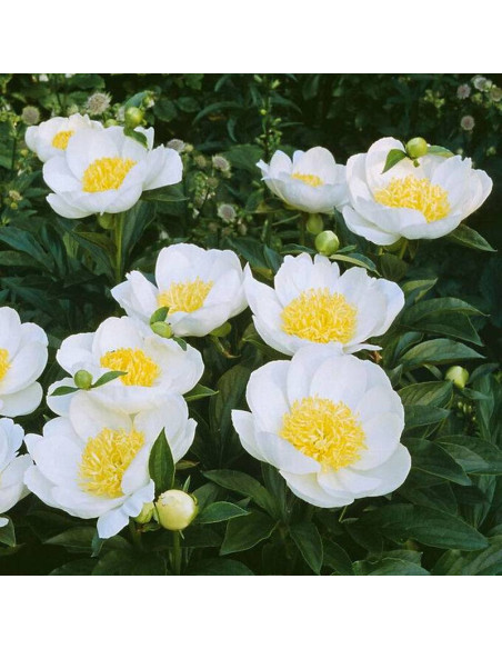 Jan van Leeuwen Paeonia Piwonia