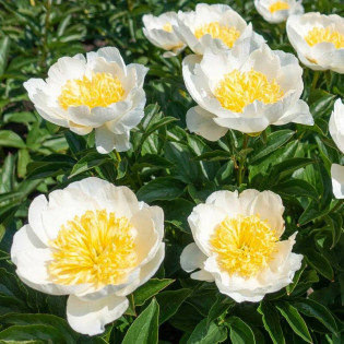 Jan van Leeuwen Paeonia Piwonia 2