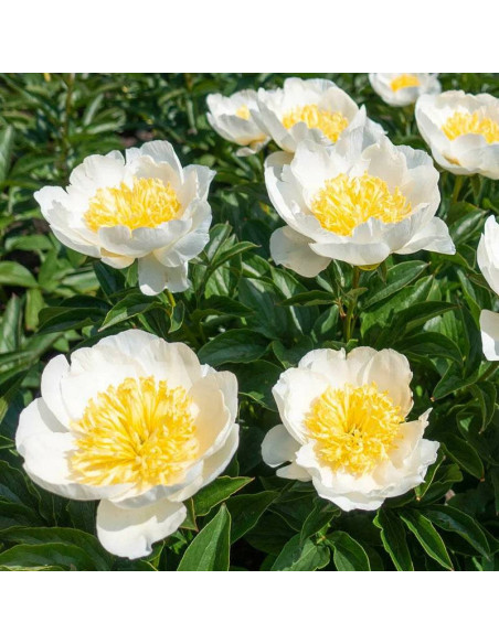 Piwonia Jan van Leeuwen Paeonia