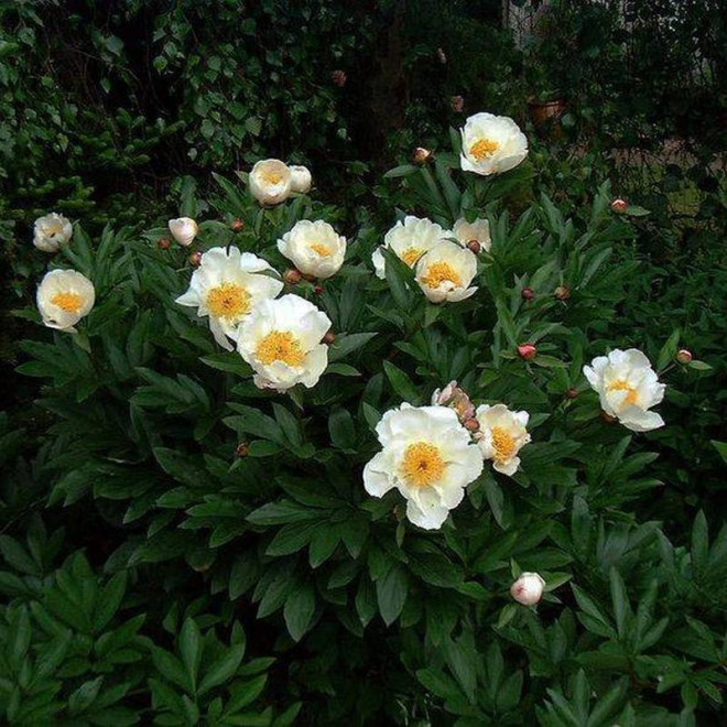 Piwonia Paeonia Jan van Leeuwen
