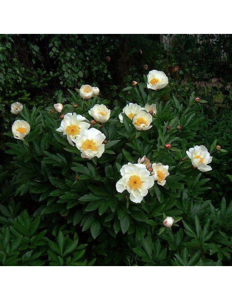 Piwonia Paeonia Jan van Leeuwen