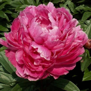 Jadwiga Paeonia Piwonia