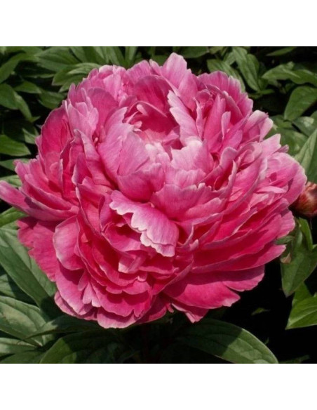 Jadwiga Paeonia Piwonia