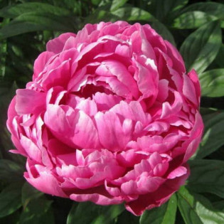 Jadwiga Paeonia Piwonia 2