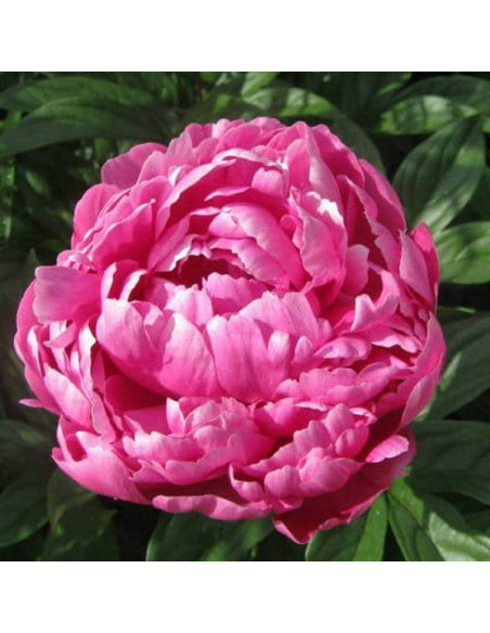 Piwonia Jadwiga Paeonia