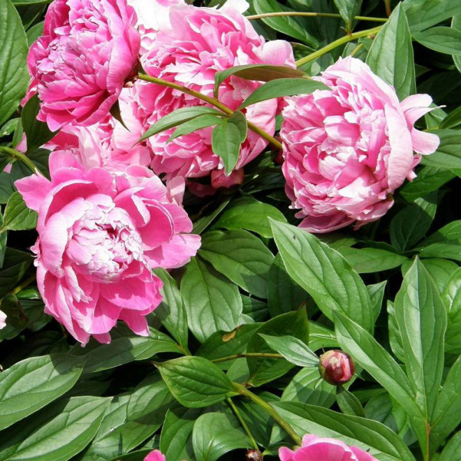 Piwonia Paeonia Jadwiga