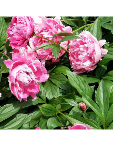 Piwonia Paeonia Jadwiga