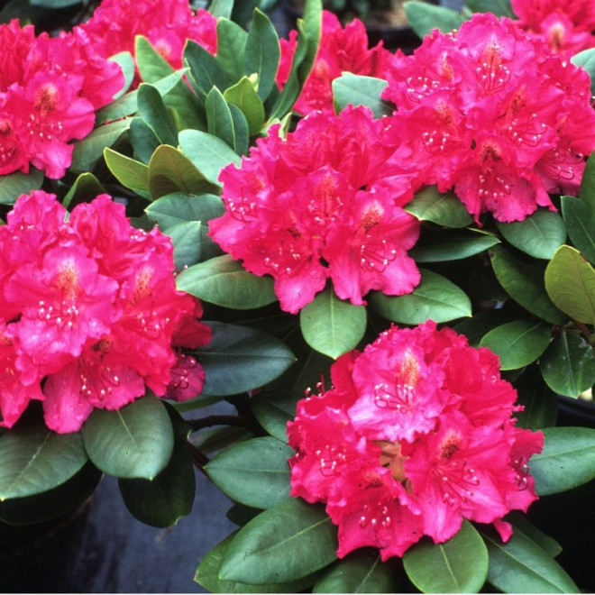 Różanecznik Pearce`s American Beauty Rhododendron