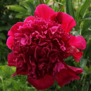 Piwonia Inspecteur Lavergne Paeonia