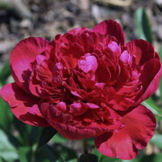 Piwonia Inspecteur Lavergne Paeonia 2