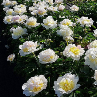Piwonia Paeonia Honey Gold 2