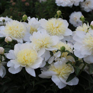 Piwonia Paeonia Honey Gold