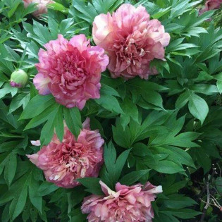 Piwonia Hillary Paeonia