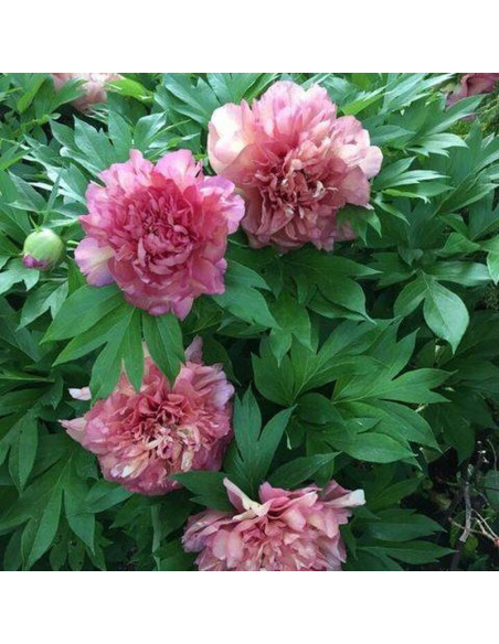 Piwonia Hillary Paeonia