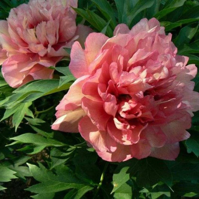 Hillary Paeonia Piwonia