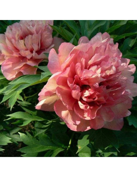 Hillary Paeonia Piwonia