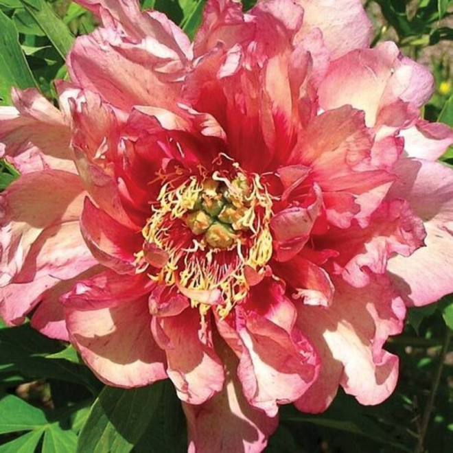 Piwonia Paeonia Hillary