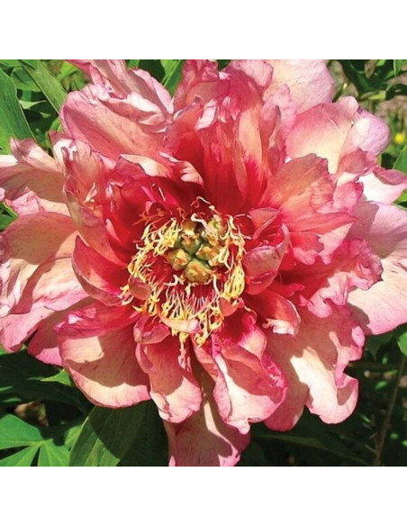 Piwonia Paeonia Hillary