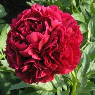 Piwonia Henry Bockstoce Paeonia