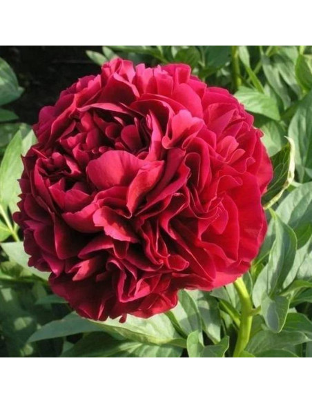 Piwonia Henry Bockstoce Paeonia