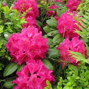 Różanecznik Pearce`s American Beauty Rhododendron 2