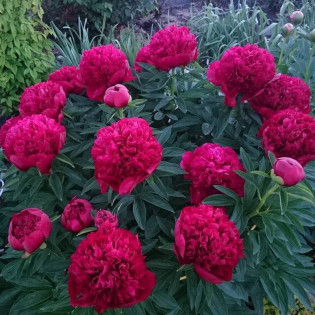 Piwonia Henry Bockstoce Paeonia 2