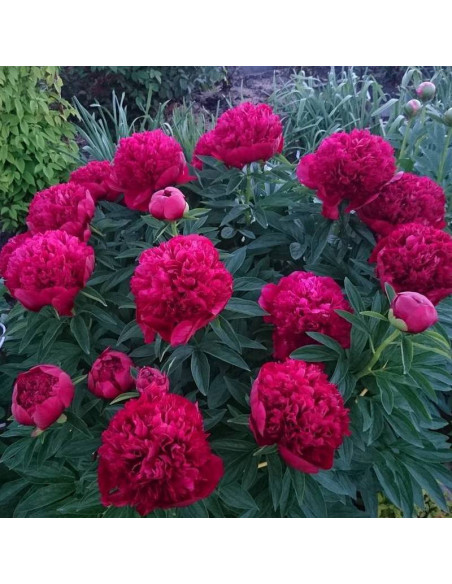 Henry Bockstoce Paeonia Piwonia