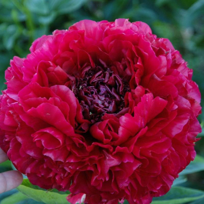 Piwonia Paeonia Henry Bockstoce