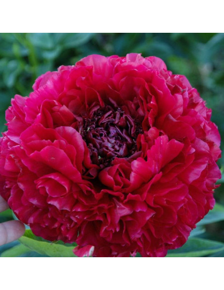 Piwonia Paeonia Henry Bockstoce