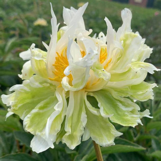 Piwonia Paeonia Green Lotus 2