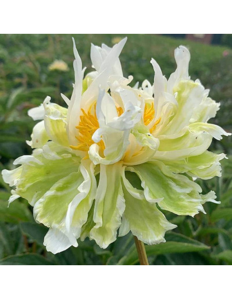Piwonia Green Lotus Paeonia