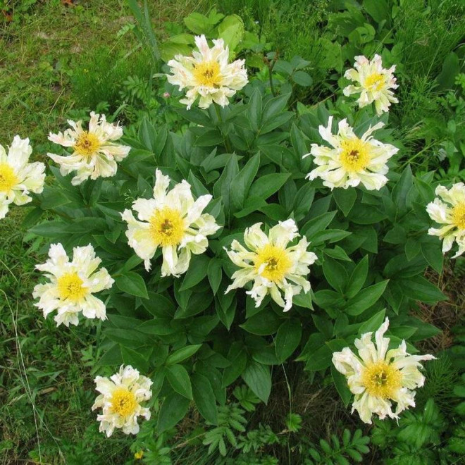 Green Lotus Paeonia Piwonia