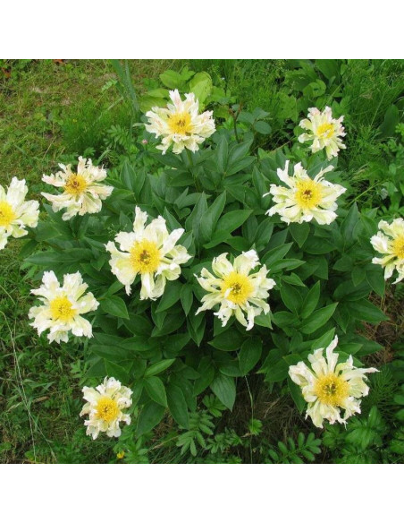 Green Lotus Paeonia Piwonia