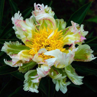 Piwonia Paeonia Green Lotus