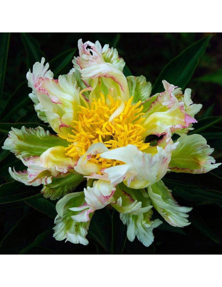 Piwonia Paeonia Green Lotus